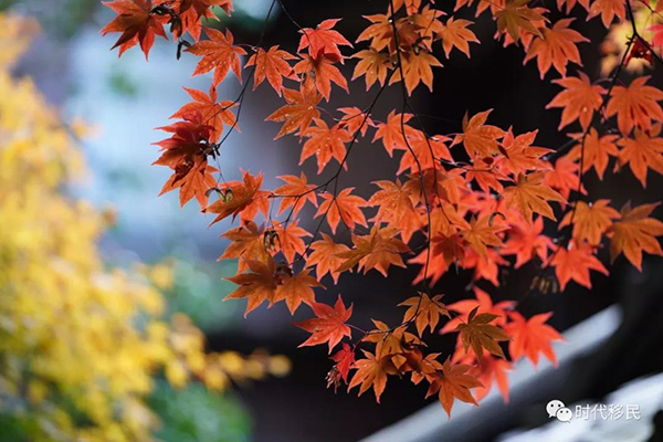 微信图片_20191210162904.jpg 微信图片_20191210162904.jpg