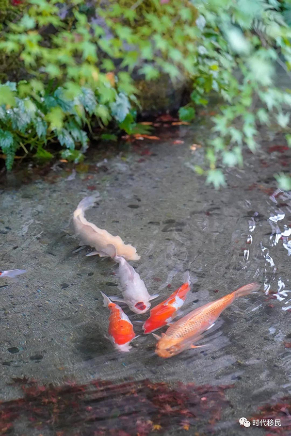 微信图片_20191210164334.jpg 微信图片_20191210164334.jpg