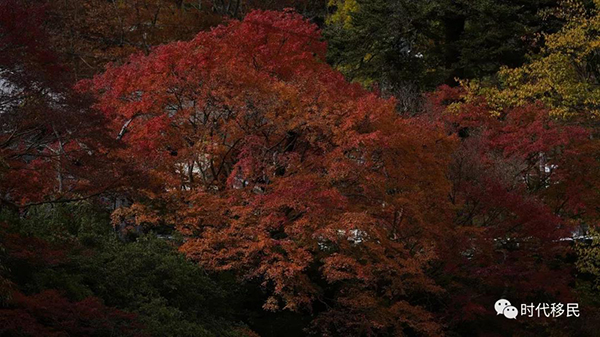 微信图片_20191210163025.jpg 微信图片_20191210163025.jpg